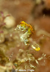 Pygmy Horse, Bunaken PArk by Alberto D'este 